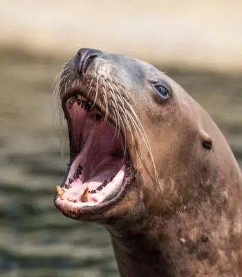 Dolfinarium Harderwijk