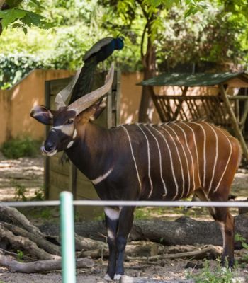 Barcelona Zoo כרטיסים