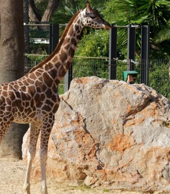 Barcelona Zoo