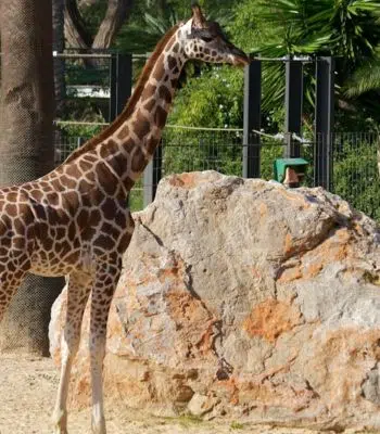 Barcelona Zoo