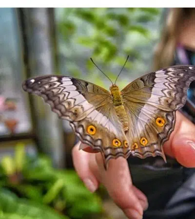 Dubai Butterfly Garden