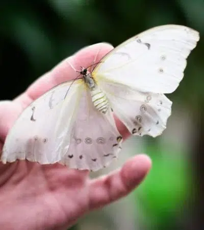 Papilonia Butterfly House